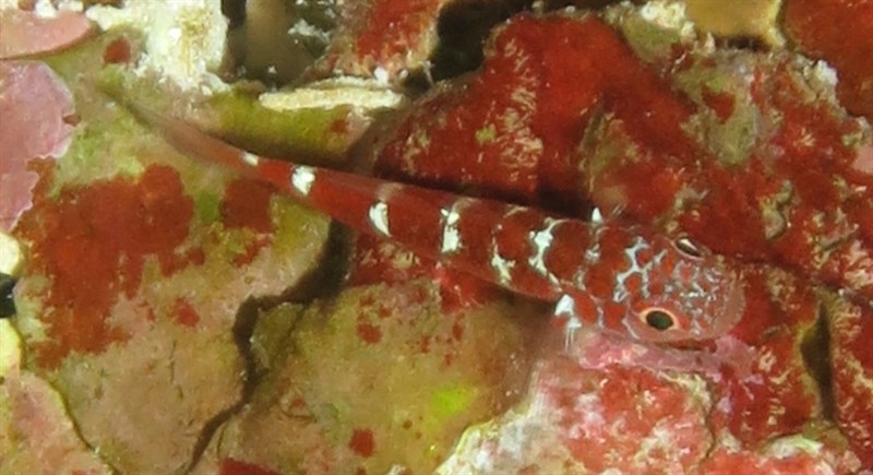 Caesiura pygmygoby, Caesiura Dwarfgoby, Trimma caesiura