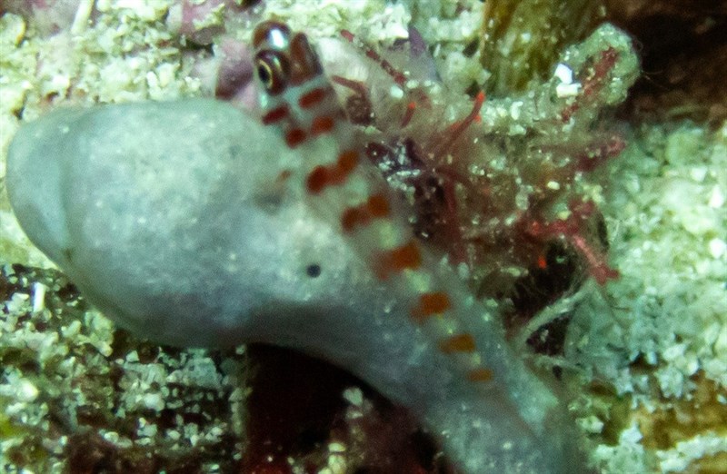 Candy-cane pygmy goby, Candycane Pygmy Goby, Trimma cana