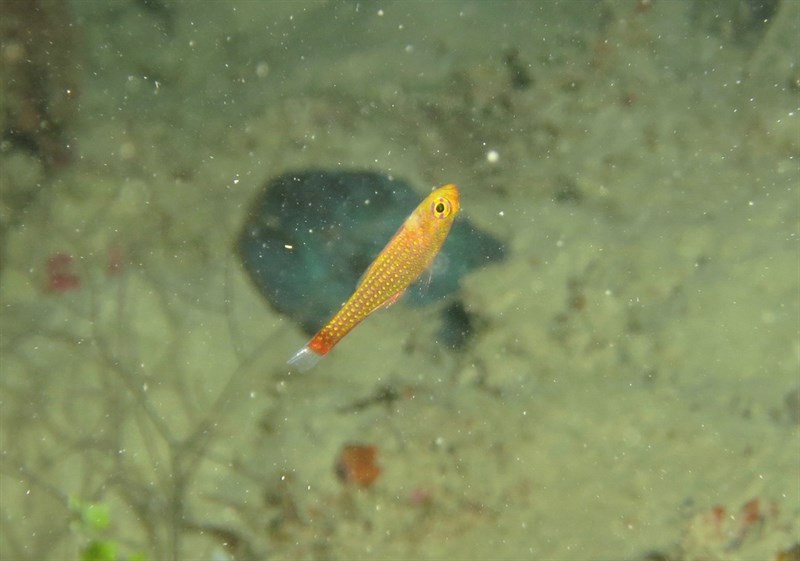 Porthole pygmygoby, Porthole Pygmygoby, Trimma finistrinum