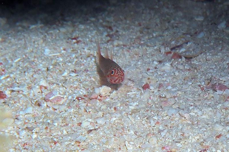 Yellow-tailed pygmygoby, Goby, Trimma flavicaudatum