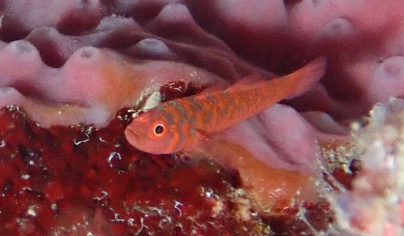 Harlot pygmygoby, Harlot Pygmy Goby, Trimma fucatum