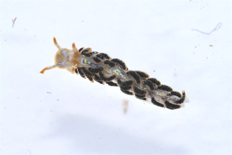 , Nudibranch, Trinchesia diversicolor