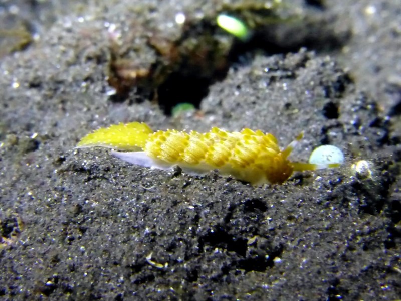 , Nudibranch, Trinchesia yamasui