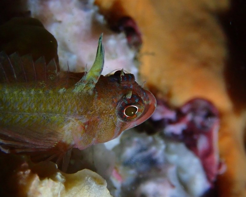 Crested threefin, Crested Triplefin - Trinorfolkia cristata, Trinorfolkia cristata