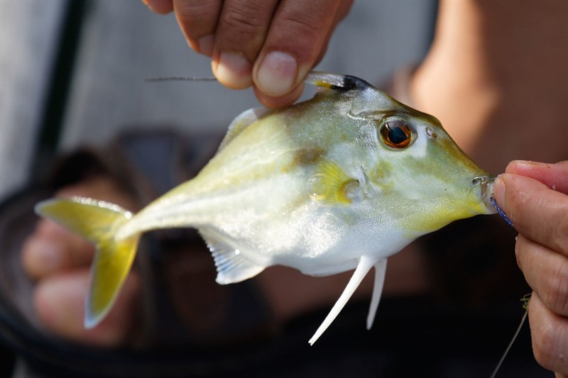 Black-flag tripodfish, , Tripodichthys angustifrons