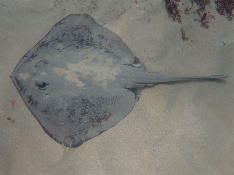 Eastern shovelnose stingaree, Eastern Shovelnose Stingaree - Trygonoptera imitata, Trygonoptera imitata