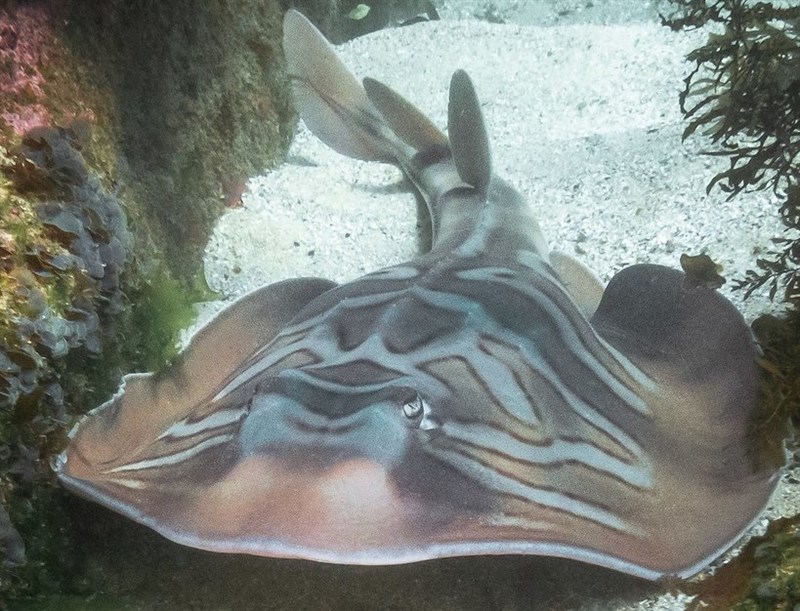 Eastern fiddler ray, Eastern Fiddler Ray, Banjo Shark, Trygonorrhina fasciata