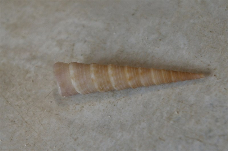 , Turritella exoleta, Turritella exoleta