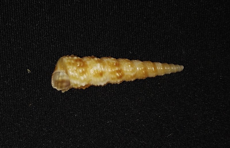 , Turritella nodulosa, Turritella nodulosa