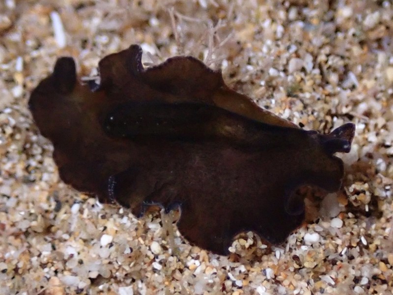 , Night-Flatworm, Tytthosoceros nocturnus