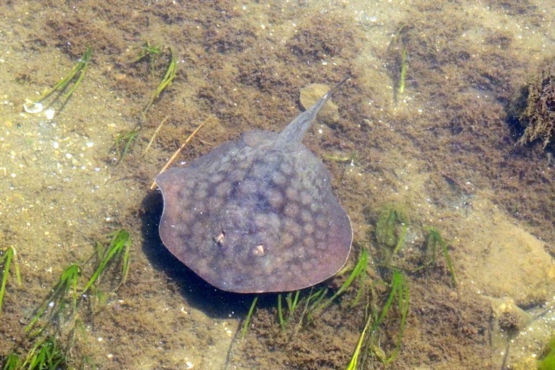 Haller's round ray, Haller's Roundstingray, Haller's Roundray, Round Stingray - Urobatis halleri, Urobatis halleri