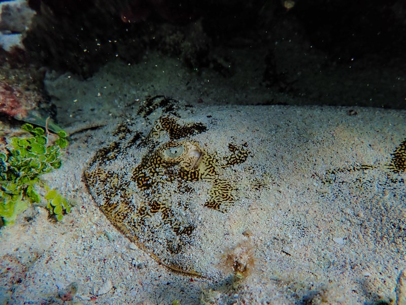 Yellow stingray, Yellow Stingray, Urobatis jamaicensis