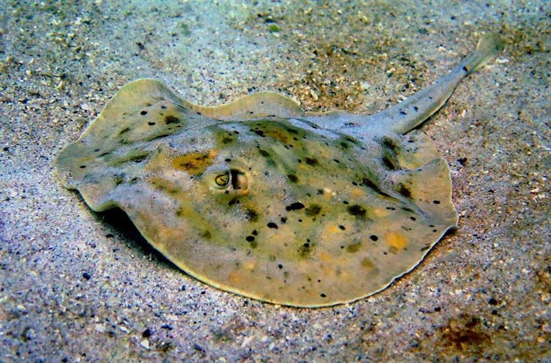 Spotted round ray, Spotted Round Ray, Cortez Round Stingray, Urobatis maculatus