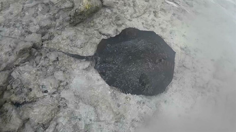 Mangrove whipray, Mangrove Whipray, Urogymnus granulatus