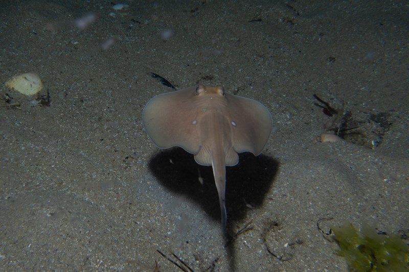 Sparsely-spotted stingaree, , Urolophus paucimaculatus