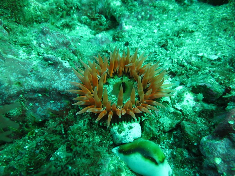 , McPeak Anemone - Urticina mcpeaki, Urticina mcpeaki