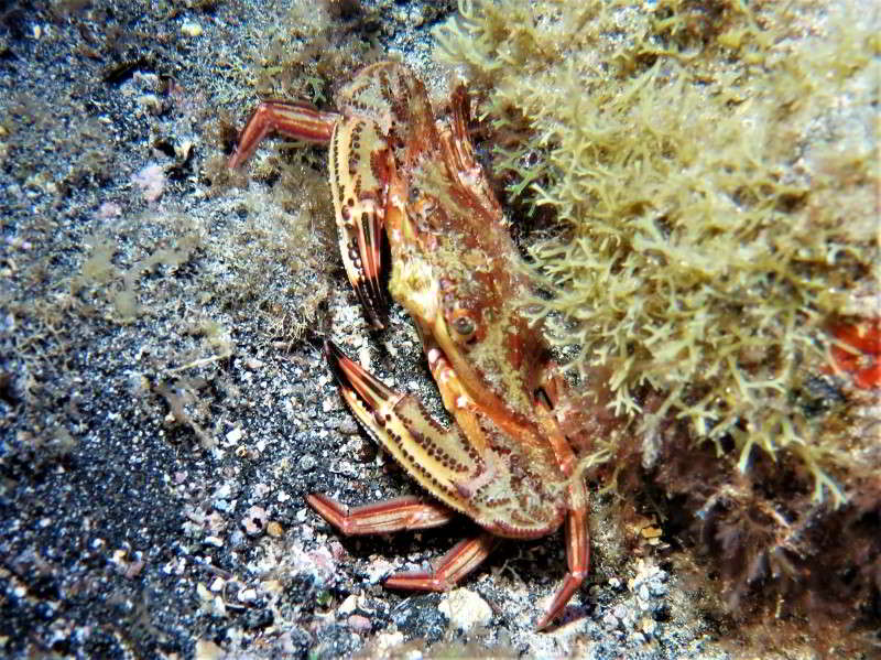 Velvet-Swimming-Crab-Necora-puber-Devil-Crab-Lady-Crab-velvet-crab-crustacea-species-scuba-diving-canary-islands-Mediterranean-Sea