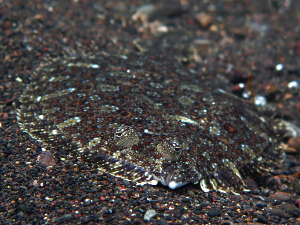 Wide-eyed Flounder - Bothus podas