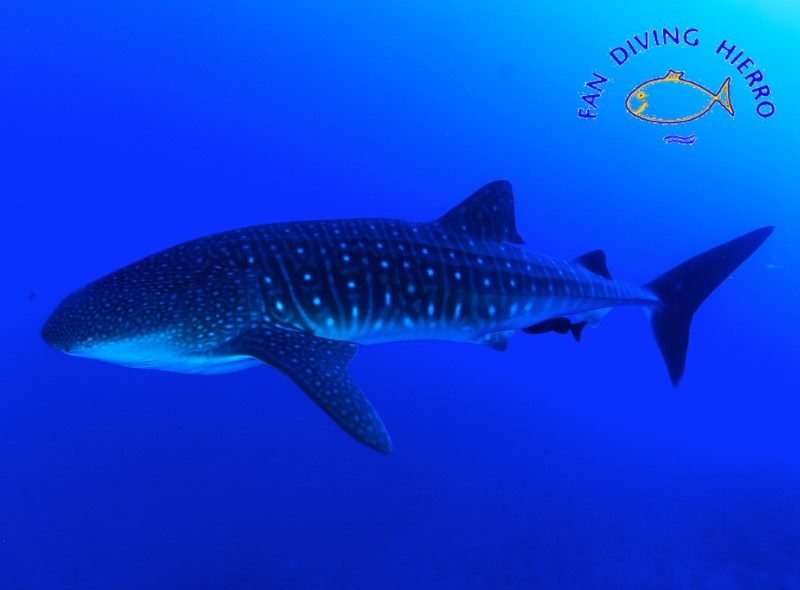 Whale-shark-sharks-Rhincodon-typus-species-canary-islands-scuba-diving-canaries-atlantic-ocean-fish