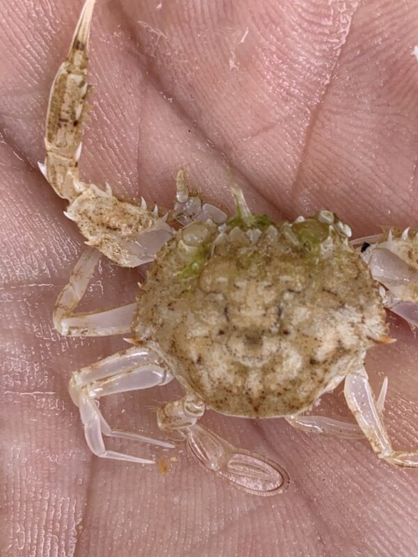 , Long-spine Swimming Crab, Xiphonectes longispinosus