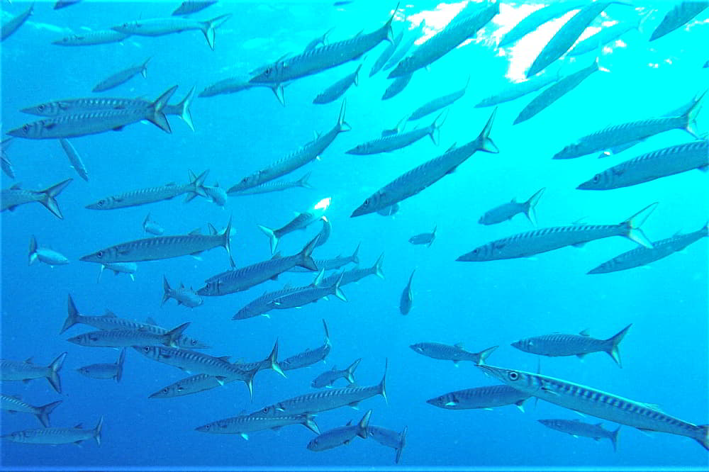 Yellowmouth Barracuda – Sphyraena viridensis