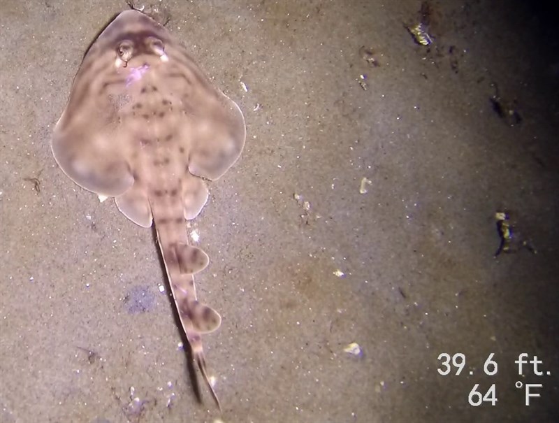 Banded guitarfish, Banded Guitarfish, Zapteryx exasperata