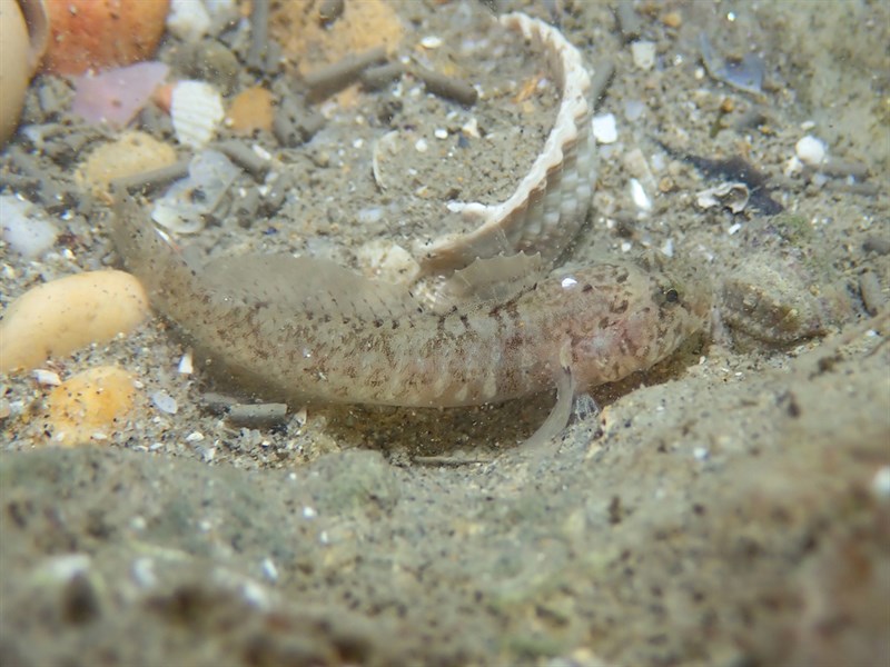 Pallaoro's goby, , Zebrus pallaoroi