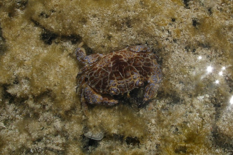 , Devil Crab, Toxic Reef Crab, Devil Reef Crab - Zosimus aeneus, Zosimus aeneus