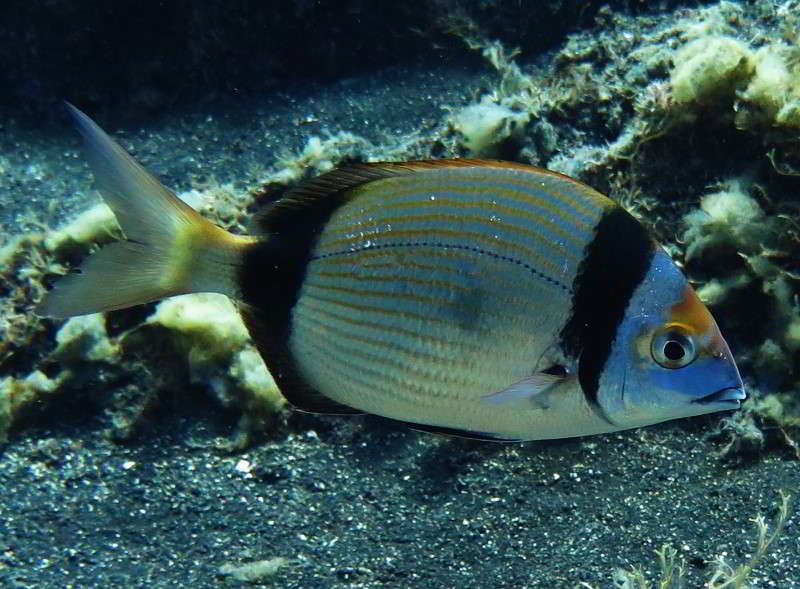 Common Two Banded Seabream - Diplodus vulgaris